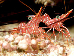 Peppermint Shrimp.   
Taken by Canon G9 + DIY Mirco Lens... by Ah Chan Fong Ming 